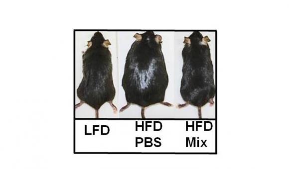 A gauche, une souris nourrie normalement; au milieu, une souris gavée avec des aliments très riches; à droite, une souris gavée également mais recevant le probiotique. - © Vésale Pharma