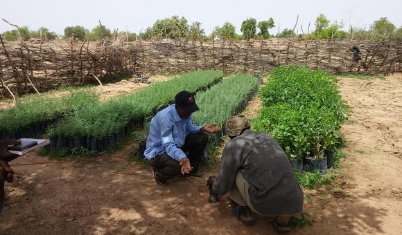 Zoromé Hamado tree nursery at Gasselkoli (Tongomayel - 26-06-18)