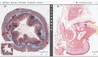 Le microscope virtuel de Cytomine au service des futurs vétérinaires français Le microscope virtuel de Cytomine au service des futurs vétérinaires français