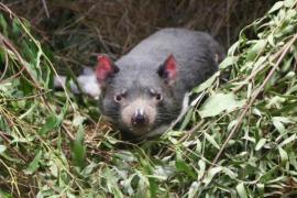 De la taille d’un petit chien, le Diable de Tasmanie a un corps trapu et robuste.
