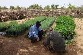 Zoromé Hamado tree nursery at Gasselkoli (Tongomayel - 26-06-18)