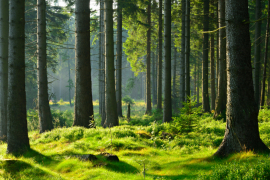 IIS VALBOWAL : "Développer la filière bois et renforcer l'attractivité de la Wallonie" © Fotolia