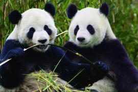 Grâce à l’arrivée des deux pandas géants, Pairi Daiza bénéficie d’une notoriété internationale.