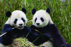 Hao Hao et Xing Hui Hao Hao et Xing Hui