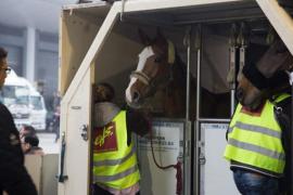 Liege Airport, d’où partent tous les chevaux européens, est partenaire du « Longines Hong Kong Masters ». Liege Airport, d’où partent tous les chevaux européens, est partenaire du « Longines Hong Kong Masters ».