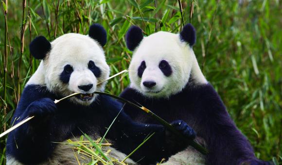 Giant Pandas: a beautiful gift from China to Belgium | Wallonia.be